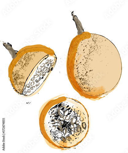 Maracuya fruit vintage watercolor ripe seeds vector