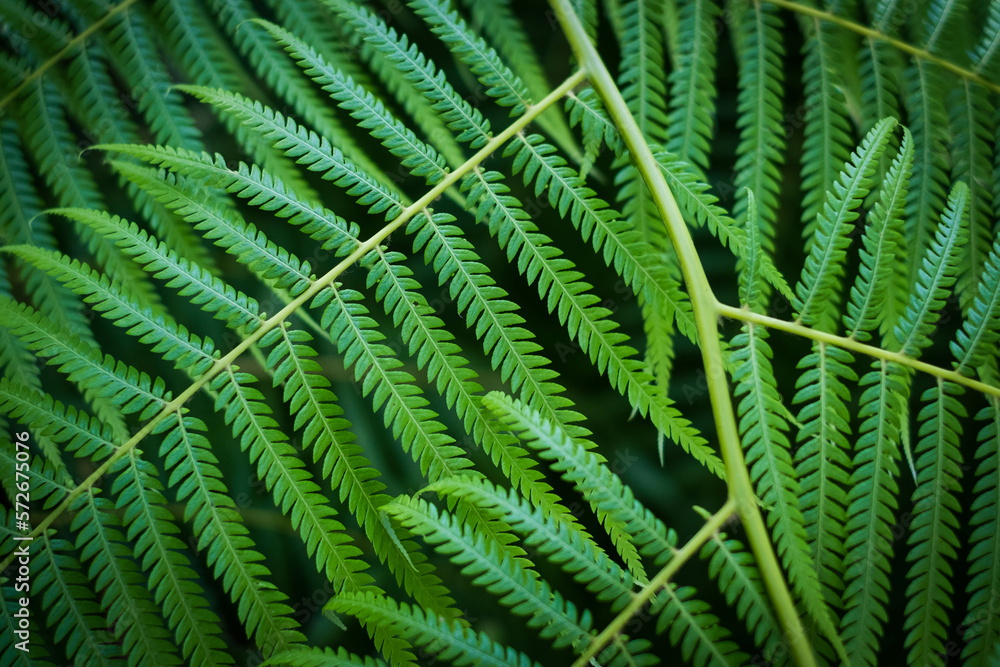 closeup of leavef from Mexican tree fern