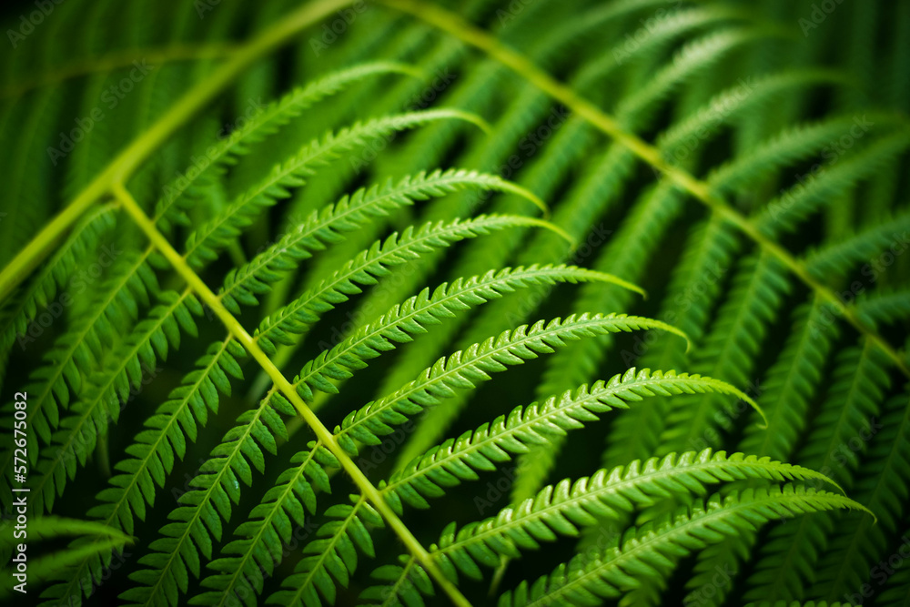 closeup of leavef from Mexican tree fern closeup of leavef from Mexican tree fern