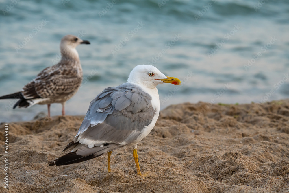 Big seagull on the sea beach at the clear summer evening, wild nature birds Big seagull on the sea beach at the clear summer evening, wild nature birds