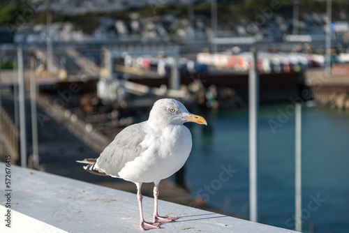 Herring Gull in Winter Plumage