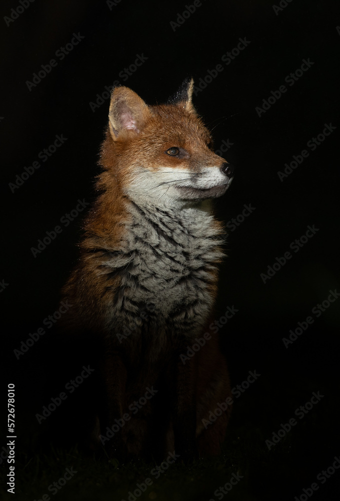 Red fox.