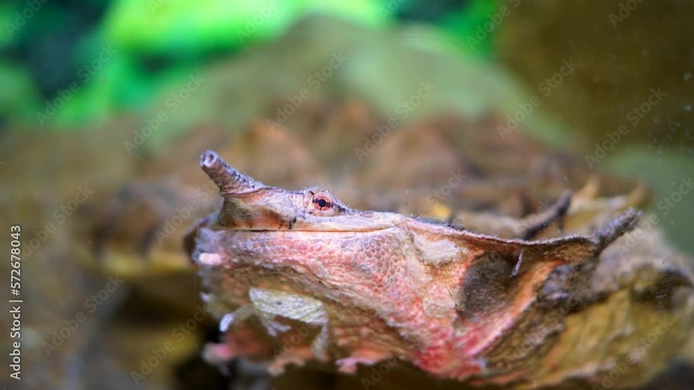 Mata-mata turtle (Chelus fimbriata),Close-up of the turtle's snout in an aquarium under water, 4k Mata-mata turtle (Chelus fimbriata),Close-up of the turtle's snout in an aquarium under water, 4k