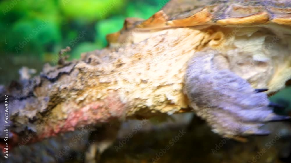 Mata-mata turtle (Chelus fimbriata),Close-up of the turtle's snout in an aquarium under water, 4k Mata-mata turtle (Chelus fimbriata),Close-up of the turtle's snout in an aquarium under water, 4k
