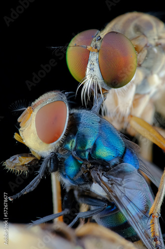 Robberfly with prey 