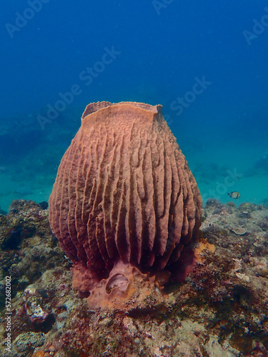 Underwater landscape. Large sea sponge underwater among corals.
