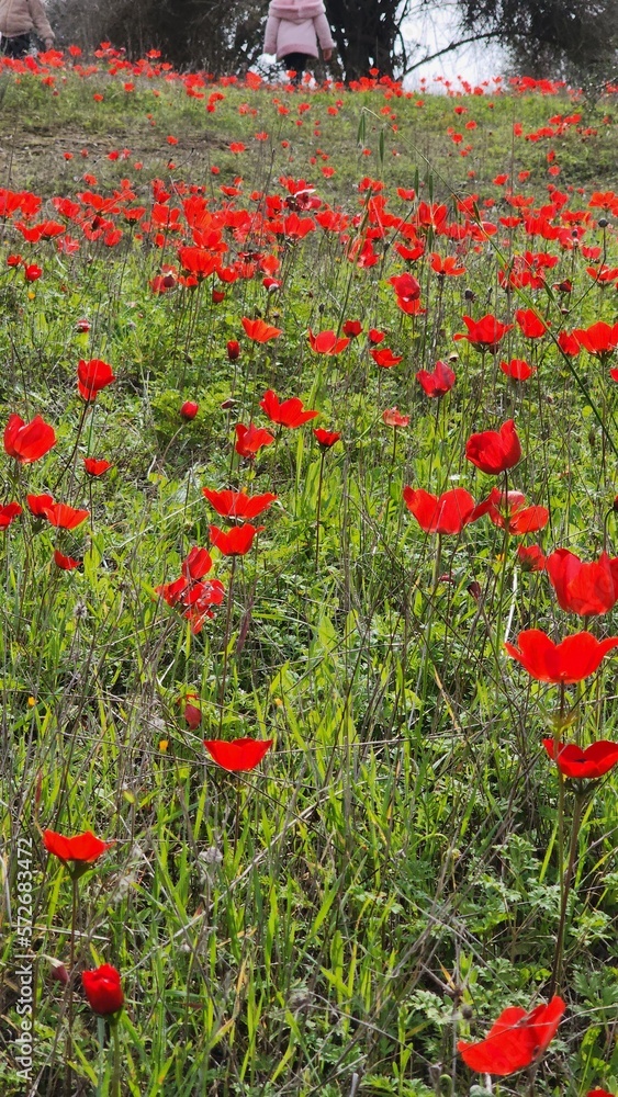 Red anemones in a green field at noon