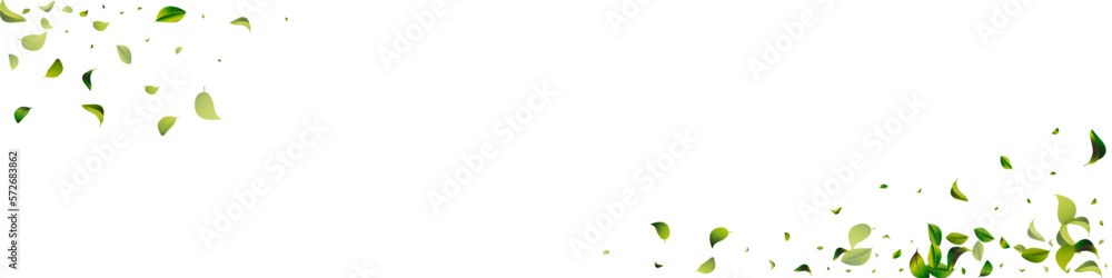 Lime Leaves Transparent White Panoramic Vector Lime Leaves Transparent White Panoramic Vector