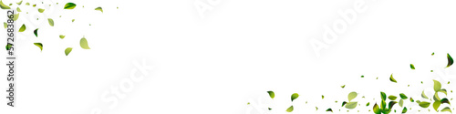 Lime Leaves Transparent White Panoramic Vector © XEquestris