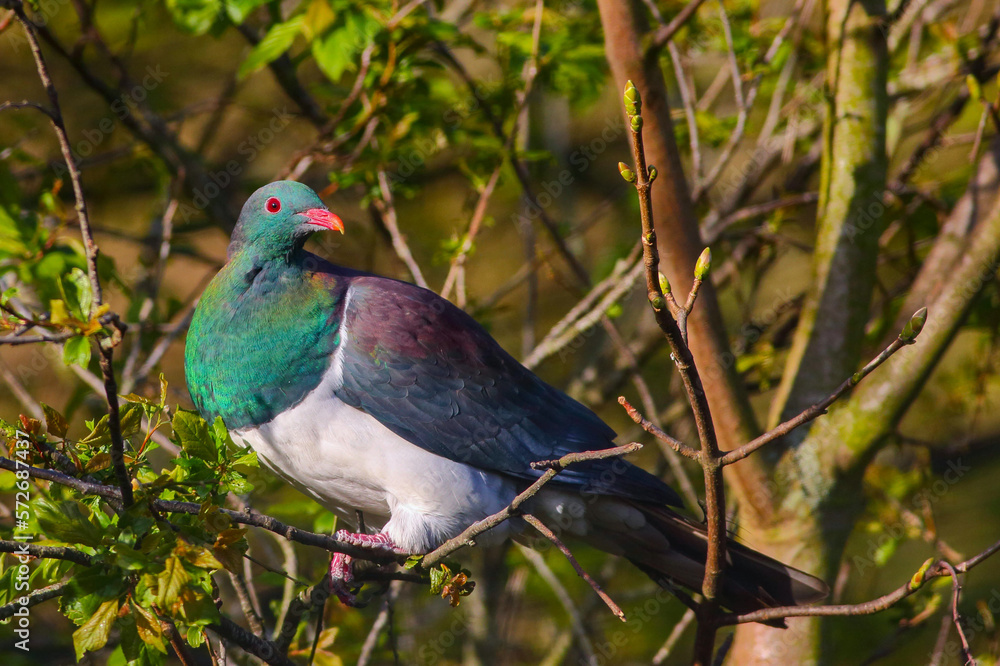 Close-up shot of a beautiful New Zealand pigeon or kererū (Hemiphaga novaeseelandiae) perching on a tree branch, endemic to New Zealand, showing gorgeous purple and green feathers under the sunshine