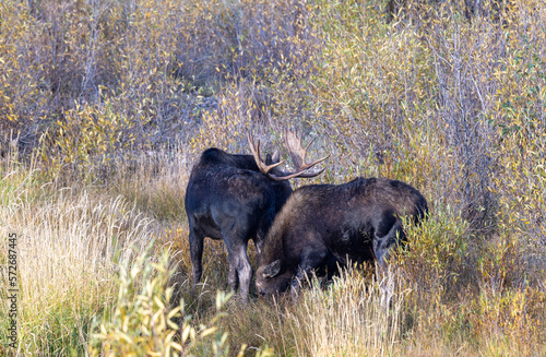 Bull and Cow Moose Duringt he rut in Wyoming in Autumn