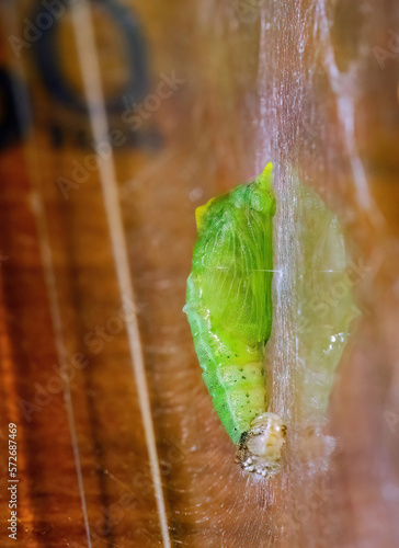 Φωτογραφία A close-up shot of a freshly formed pupa of a Cabbage white butterfly (Pieris ra
