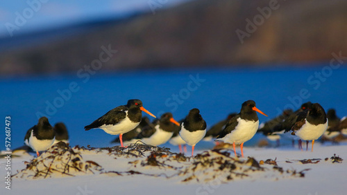 New Zealand endemic South Island Oystercatcher (Haematopus finschi) resting on the beach, with blurred sea background, at Warrington beach, Otago, NZ photo