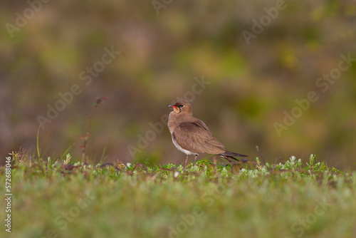 bird watching on the grass, Collared Pratincole, Glareola pratincola © kenan