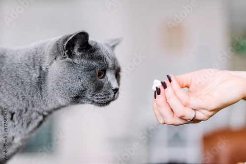 Photography Giving a snack or treat for British cat