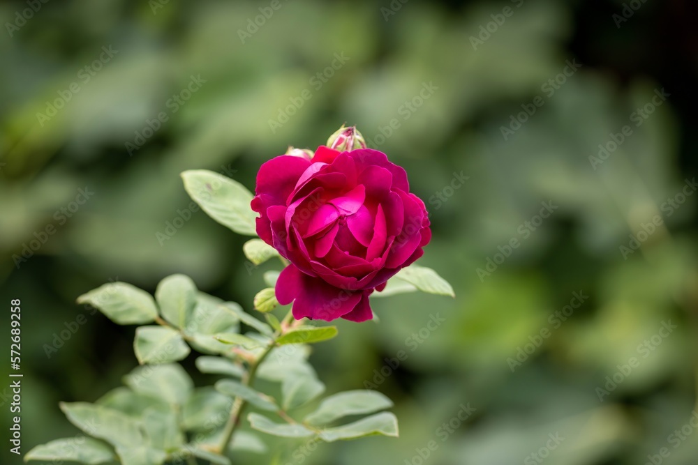 beautiful bright pink rose with a blurred green background beautiful bright pink rose with a blurred green background