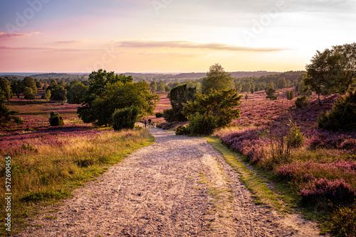 Heideblüte Lüneburger Heide