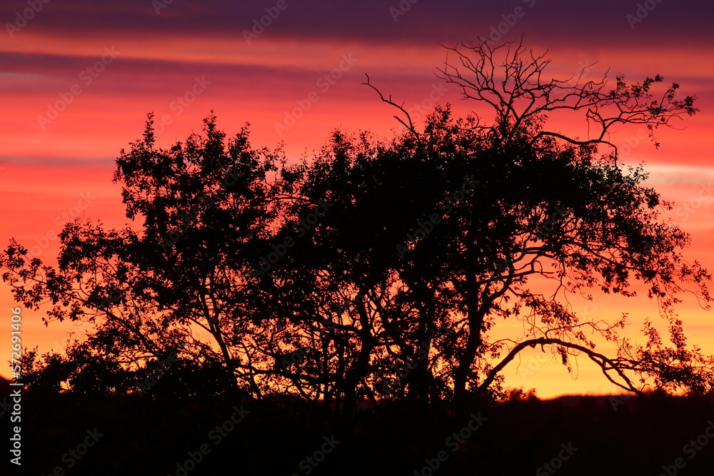 Twilight sky before sunrise in red and orange colours with silhouettes of forest at the Catlins Forest Park, New Zealand
