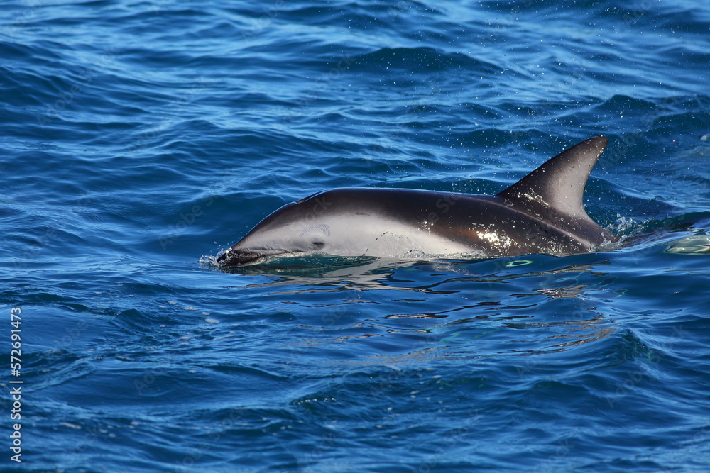 A swimming Dusky dolphin (Lagenorhynchus obscurus) with sea background, in Kaikoura, New Zealand A swimming Dusky dolphin (Lagenorhynchus obscurus) with sea background, in Kaikoura, New Zealand