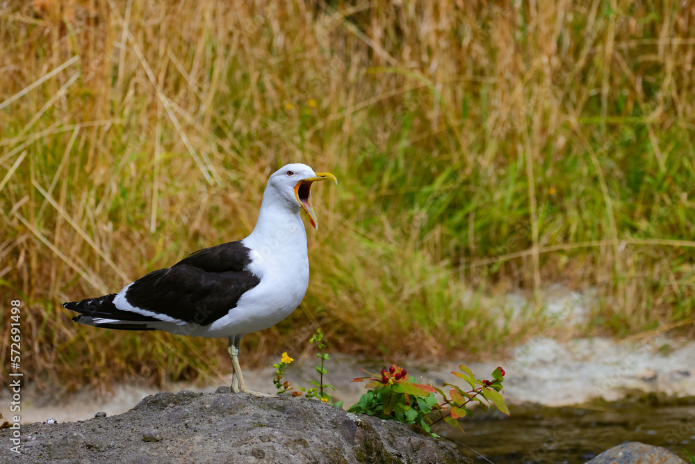 An adult Southern black-backed gull (Larus dominicanus) with its bill open, perching on the rock in a river in Dunedin, New Zealand An adult Southern black-backed gull (Larus dominicanus) with its bill open, perching on the rock in a river in Dunedin, New Zealand
