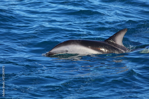 A swimming Dusky dolphin  Lagenorhynchus obscurus  with sea background  in Kaikoura  New Zealand