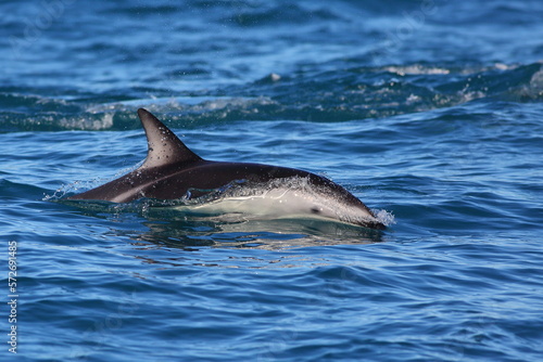A swimming Dusky dolphin (Lagenorhynchus obscurus) with sea background, in Kaikoura, New Zealand