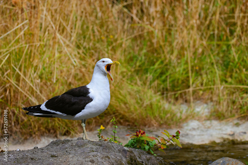 An adult Southern black-backed gull (Larus dominicanus) with its bill open, perching on the rock in a river in Dunedin, New Zealand