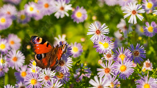 Motyl na kwiatach. © Robert