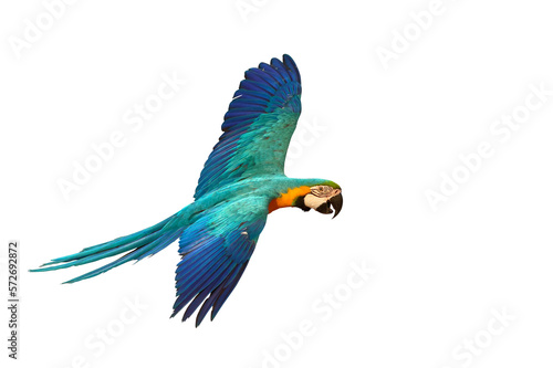 Colorful Blue and gold macaw parrot flying isolated on transparent background png file