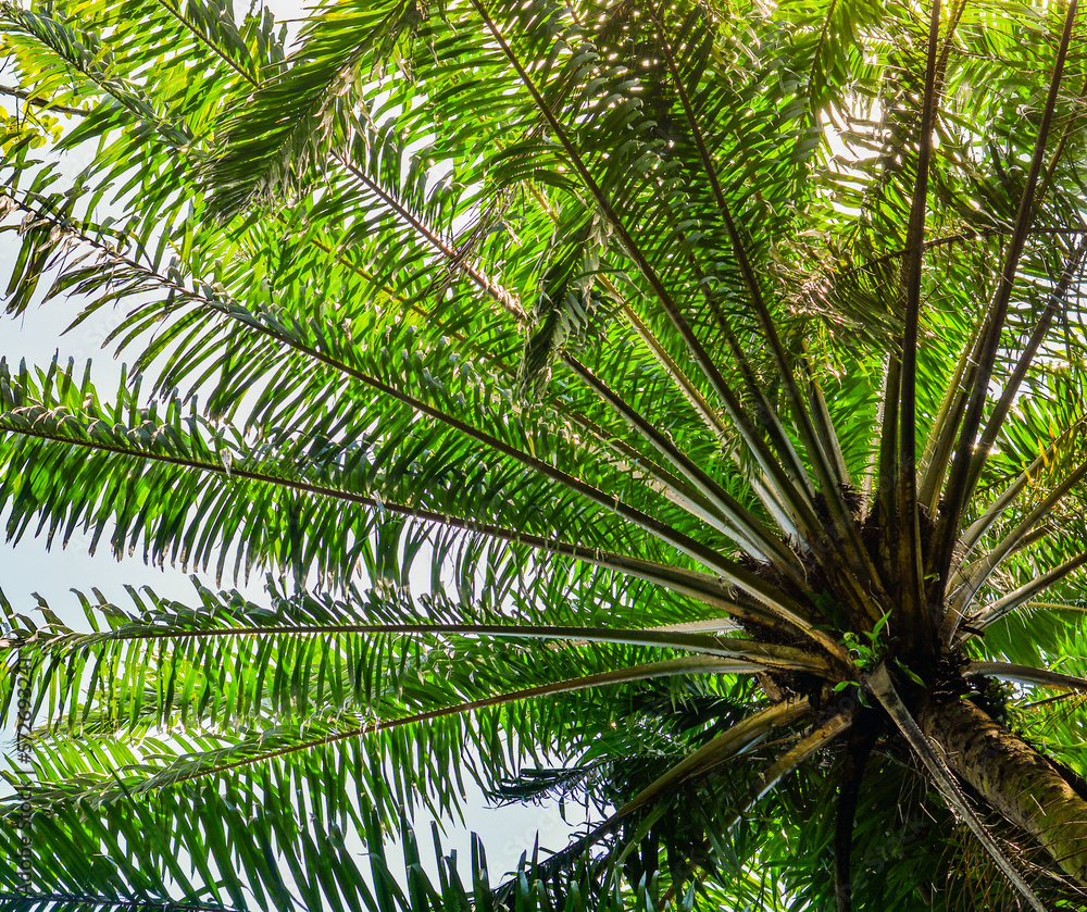 Fototapeta premium coqueiro, itacaré, brasil