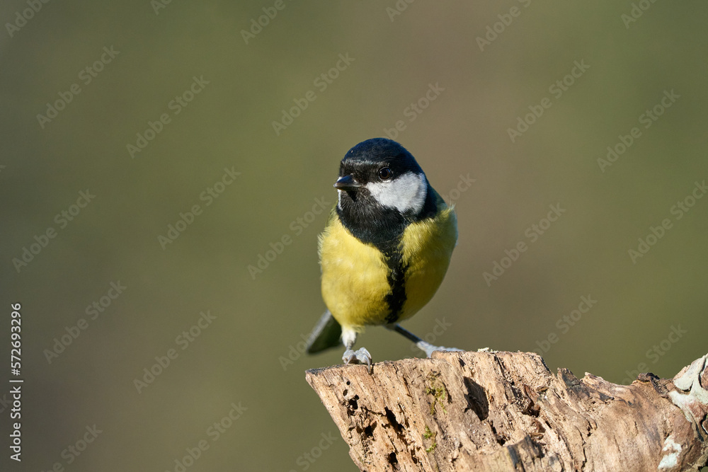 Obraz premium Great Tit