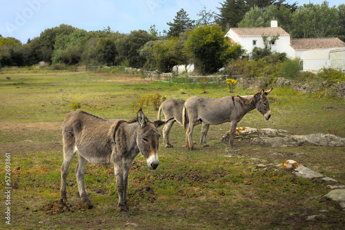 donkeys in field