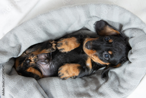 Fototapeta Naklejka Na Ścianę i Meble -  very young dachshund puppy resting on a white bed.
