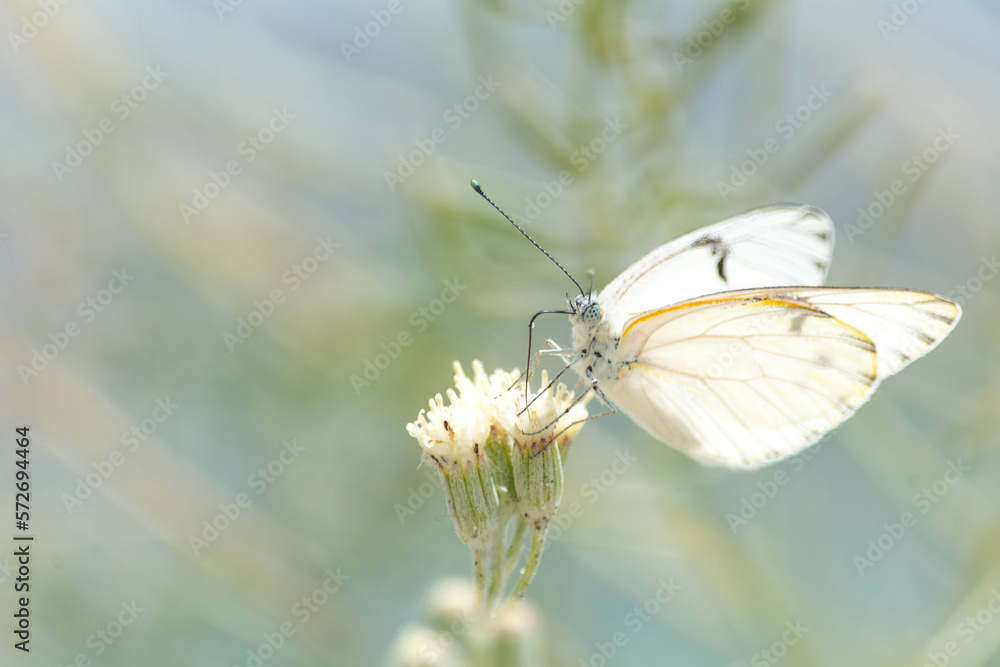 Butterfly Butterfly