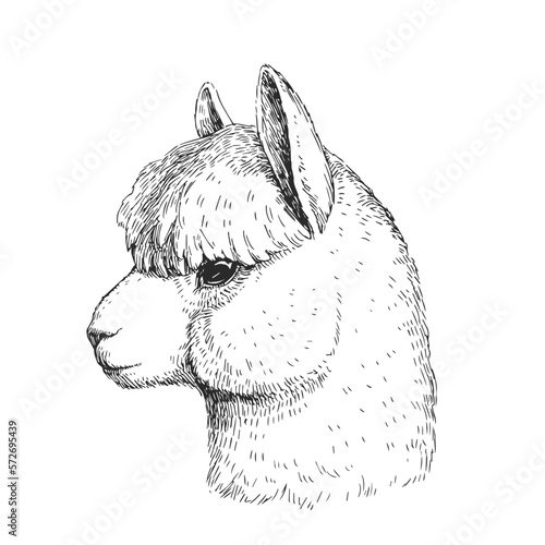 Vector hand-drawn illustration of alpaca head isolated on white. Sketch of lama head in engraving style.