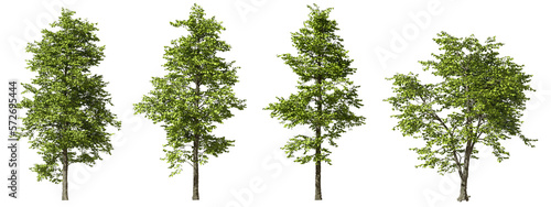 Fotografia Jungle rain forest trees shapes cutout 3d render png set