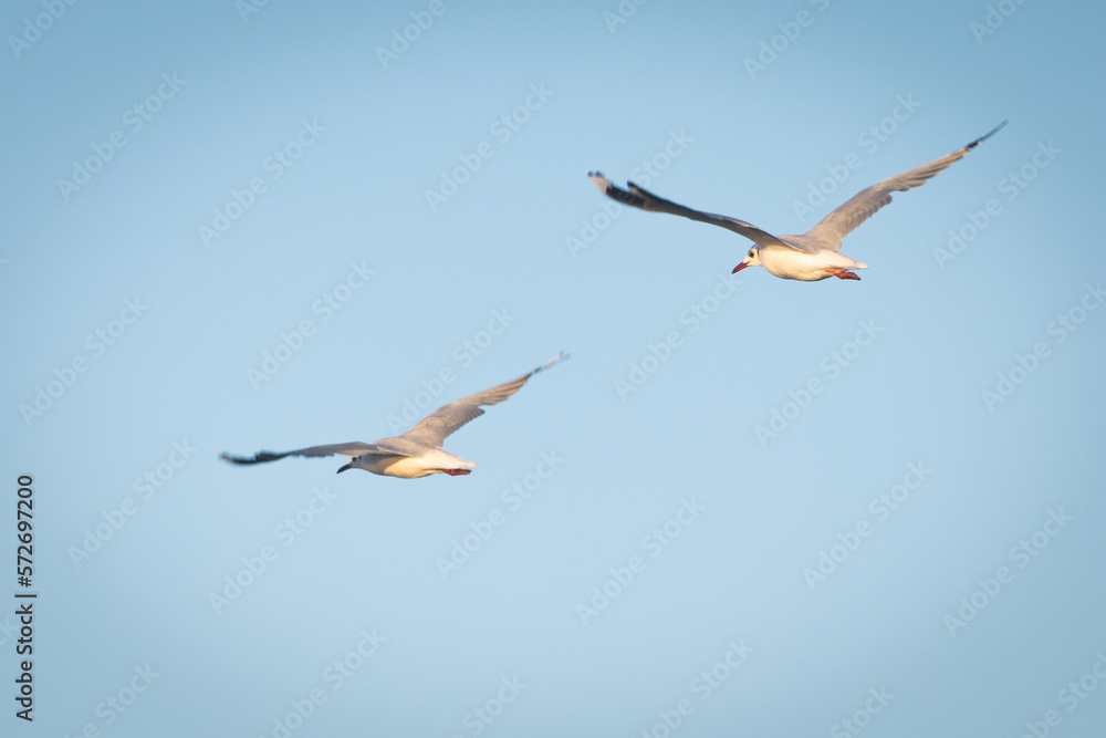 Seagulls in flight Seagulls in flight
