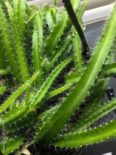 close up of dog tail cactus