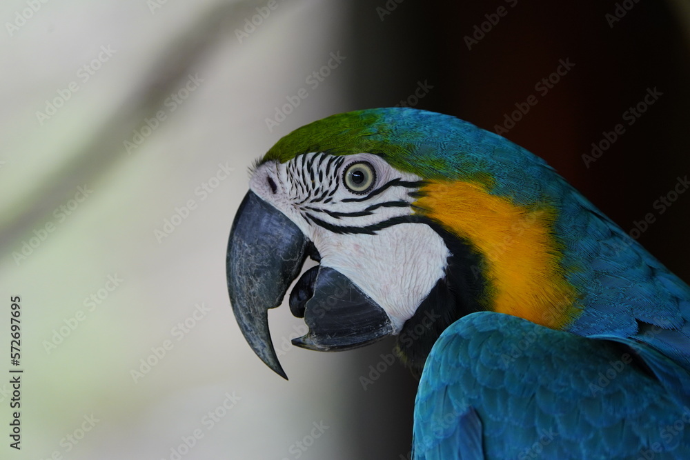 The blue-and-yellow macaw (Ara ararauna), also known as the blue-and-gold macaw, Psittacidae family. Novo Airao, Amazon - Brazil.