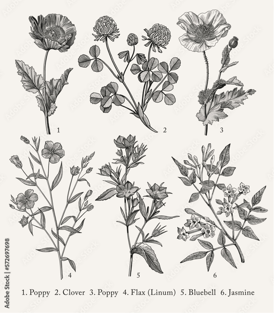 Poppy, Poppies, Clover, Flax, Bluebells, Jasmine. Botany. Set vintage medical realistic isolated flowers herbs. Nature baroque. Drawing engraving sketch retro. Vector background victorian Illustration