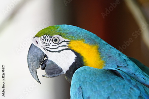 The blue-and-yellow macaw  Ara ararauna   also known as the blue-and-gold macaw  Psittacidae family. Novo Airao  Amazon - Brazil.