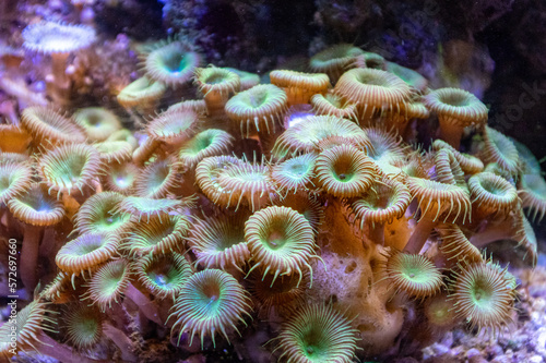 coral reef in aquarium © rebekahhelton