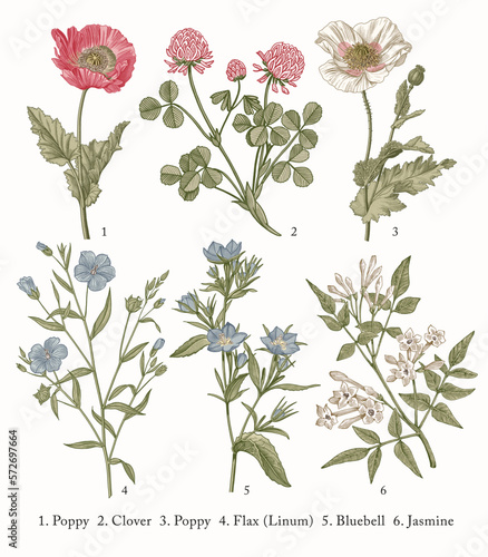 Poppy, Poppies, Clover, Flax, Bluebells, Jasmine. Botany. Set vintage medical realistic isolated flowers herbs. Nature baroque. Drawing engraving sketch retro. Vector background victorian Illustration