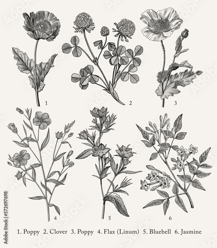 Poppy, Poppies, Clover, Flax, Bluebells, Jasmine. Botany. Set vintage medical realistic isolated flowers herbs. Nature baroque. Drawing engraving sketch retro. Vector background victorian Illustration