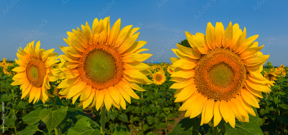 Fototapeta premium closeup sunflower field at bright summer day