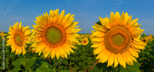 closeup sunflower field at bright summer day