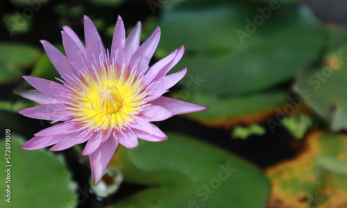The purple lotus is blooming. In the lotus tub. It s natural.