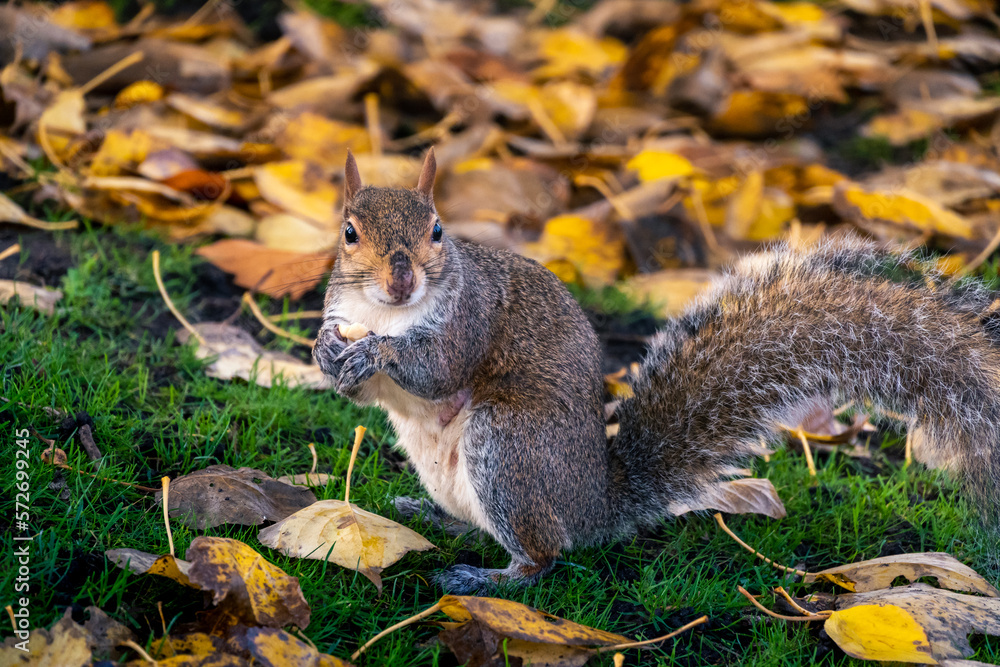 Naklejka premium Pretty squirrels running around the park, Hyde Park, London. United Kingdom.