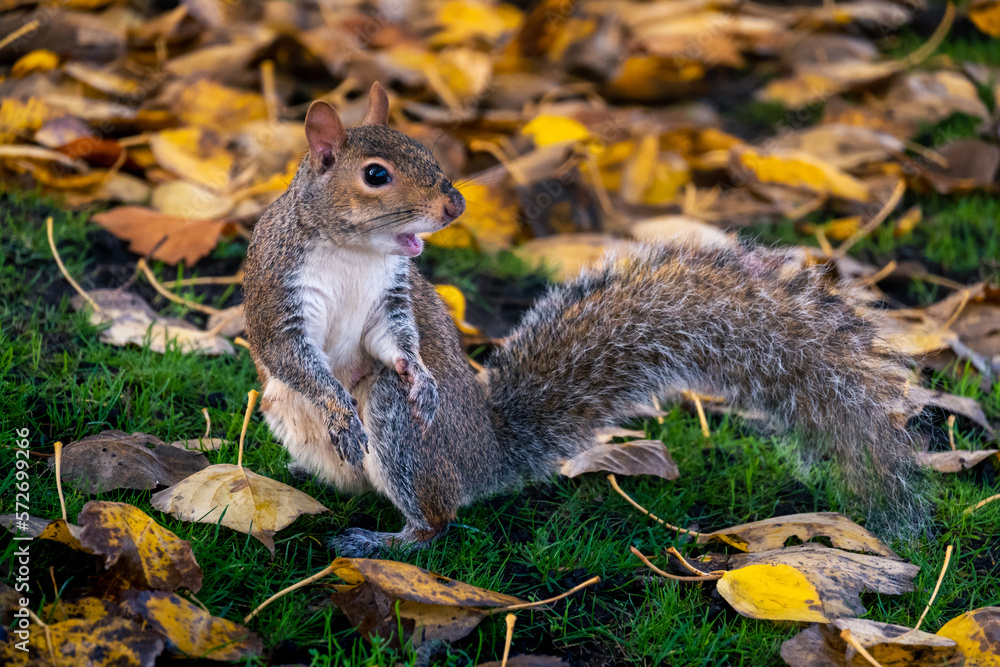 Pretty squirrels running around the park, Hyde Park, London. United Kingdom. Pretty squirrels running around the park, Hyde Park, London. United Kingdom.