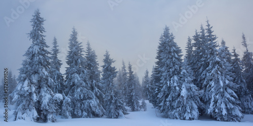 winter snowbound pine tree forest in dense mist © Yuriy Kulik